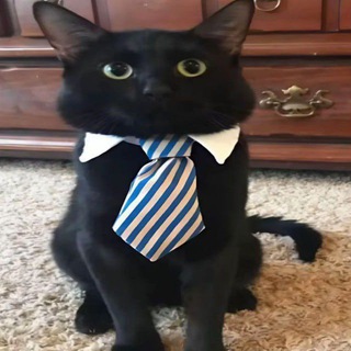 Telegram profile photo for кот в галстуке