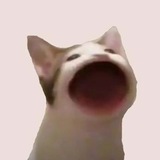 Telegram profile photo for POPCAT