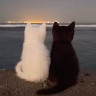 Telegram profile photo for милла арбитраж
