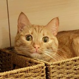 Telegram profile photo for подвал кактуса