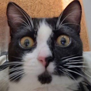 Telegram profile photo for тгк dekmos