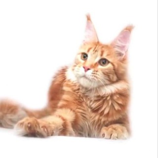 Telegram profile photo for ynckz. каторый ункз