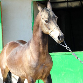 Telegram profile photo for اسب | سوارکاری | HORSE