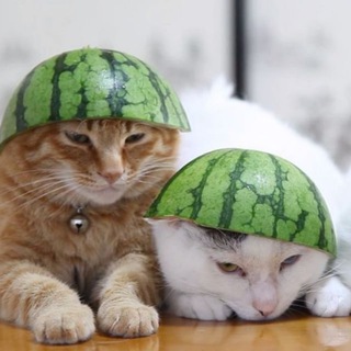 Telegram profile photo for Пухнастики🍉