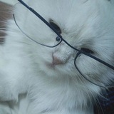 Telegram profile photo for solitude
