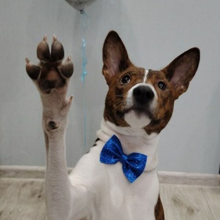 Telegram profile photo for Федя_басенджи