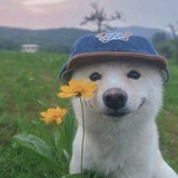 Telegram profile photo for Vouches