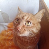 Telegram profile photo for Био илья