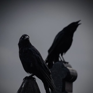 Telegram profile photo for INTJ’A