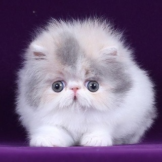 Telegram profile photo for Кама рисует