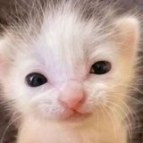 Telegram profile photo for Котомалыши? Нажми на меня