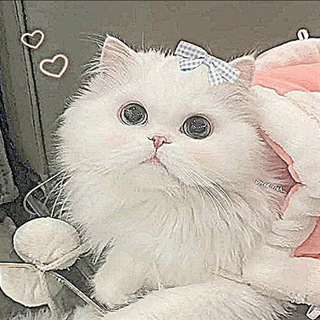 Telegram profile photo for ⊹ ♡₊ 𝖼ɦ𝗂𝗒ⱺ'᥉ 𝗌ω𝖾𝖾𝗍 ᥣα𐓣ᑯ ୬ ࣪ ᜔🐇🌷 ⊹