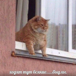 Telegram profile photo for Рыжие коты смотреть всем!!!