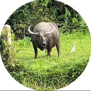 Telegram profile photo for Vantilla