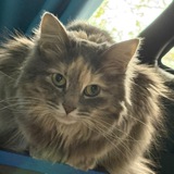 Telegram profile photo for С завода во Frontend