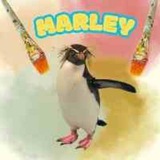 Telegram profile photo for The Painting Penguin