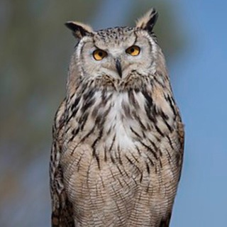 Telegram profile photo for Галина. Тот самый Pronlpspb. Мозгоправ.