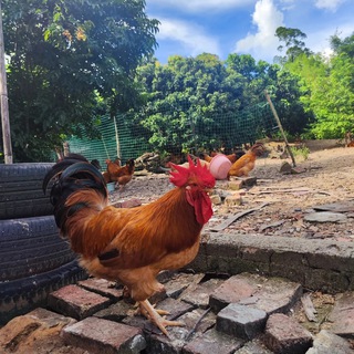 Telegram profile photo for 菲律宾马尼拉食鸡记店