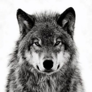 Telegram profile photo for Lobotips