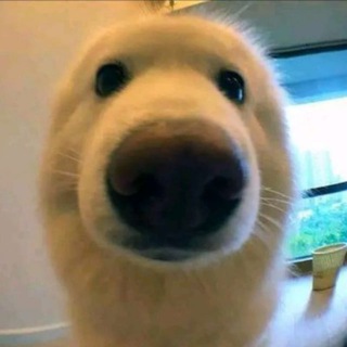 Telegram profile photo for Cripto com Mack 🐕💎