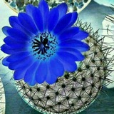 Telegram profile photo for 🌵🌵ملوکاکتوس کده شکیبی🌵🌵