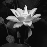Telegram profile photo for LOTUS SILVER | СЕРЕБРЯНЫЙ ЛОТОС 🪷 Украшения и не только
