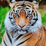 Telegram profile photo for Tiger Raja