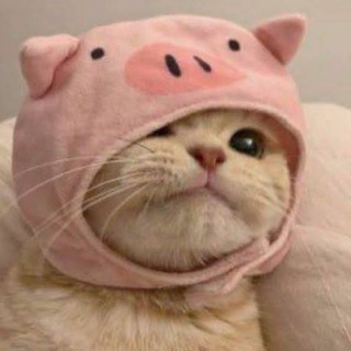 Telegram group profile photo for PigCat $PC