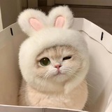Telegram profile photo for coop with fari </3