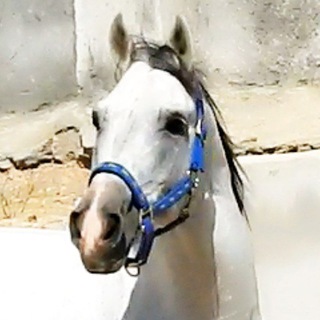 Telegram profile photo for Asil of khuzestan