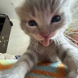 Telegram profile photo for дракоша тоша