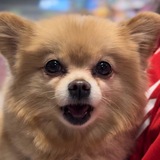 Telegram profile photo for Кадры лисы