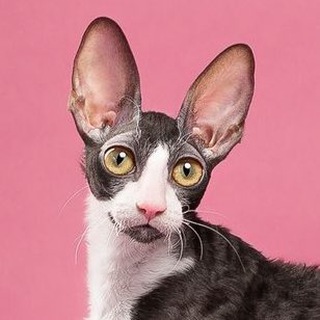Telegram profile photo for Anima et Vita (cornish rex)