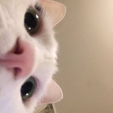 Telegram profile photo for ๐ข๐๐ฎ๐จ