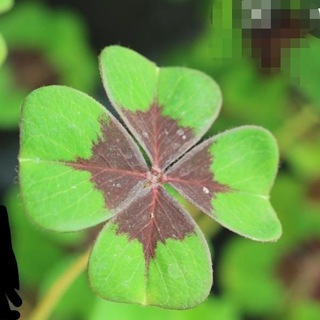 Telegram profile photo for DES🍀GLÜCKES🍀SCHMIEDE🍀