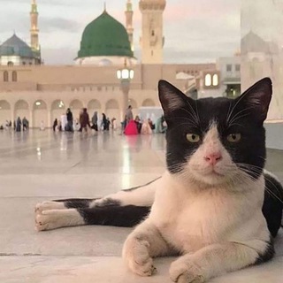 Telegram profile photo for حیوانات هم حق حیات دارند(اصفهان)
