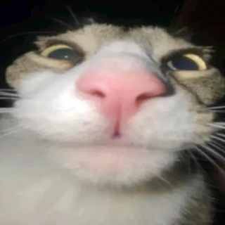 Telegram profile photo for Gatinhos
