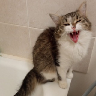 Telegram profile photo for Kitty little cat🐱🐱🐱
