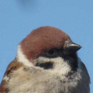 Telegram profile photo for sparrow irl