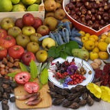 Telegram profile photo for Voedselbos 🌱food forest🌳🌞🌻