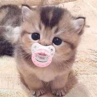 Telegram profile photo for Я тут вам принесла