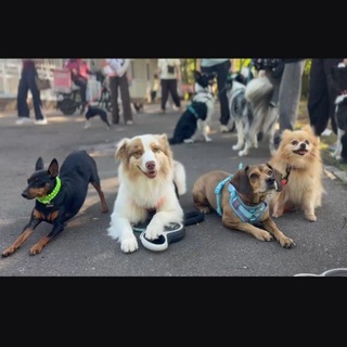 Telegram profile photo for Ушастое безумие