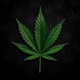 Telegram profile photo for Cannabis | NFT / Gift