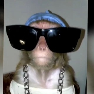 Telegram profile photo for ЯША ЛАЗАРЕВСКИЙ - НИКОЛАИЧ 🐵🌴