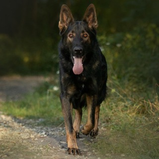 Telegram profile photo for Дневник дрессировщика