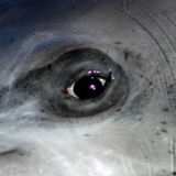 Telegram profile photo for китовый глаз