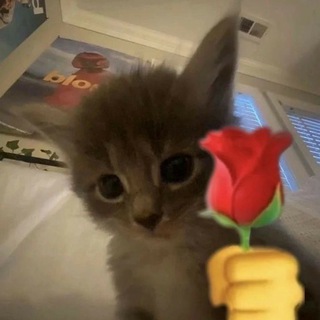Telegram profile photo for Отримуй кошти🤑