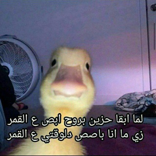 Telegram profile photo for نكت مصرية ، ميمز