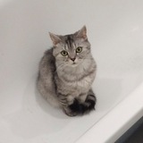 Telegram profile photo for Моя шиза и все такое