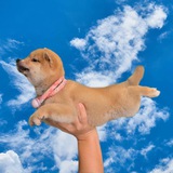 Telegram profile photo for $CHOPPA | Helicopter Dog